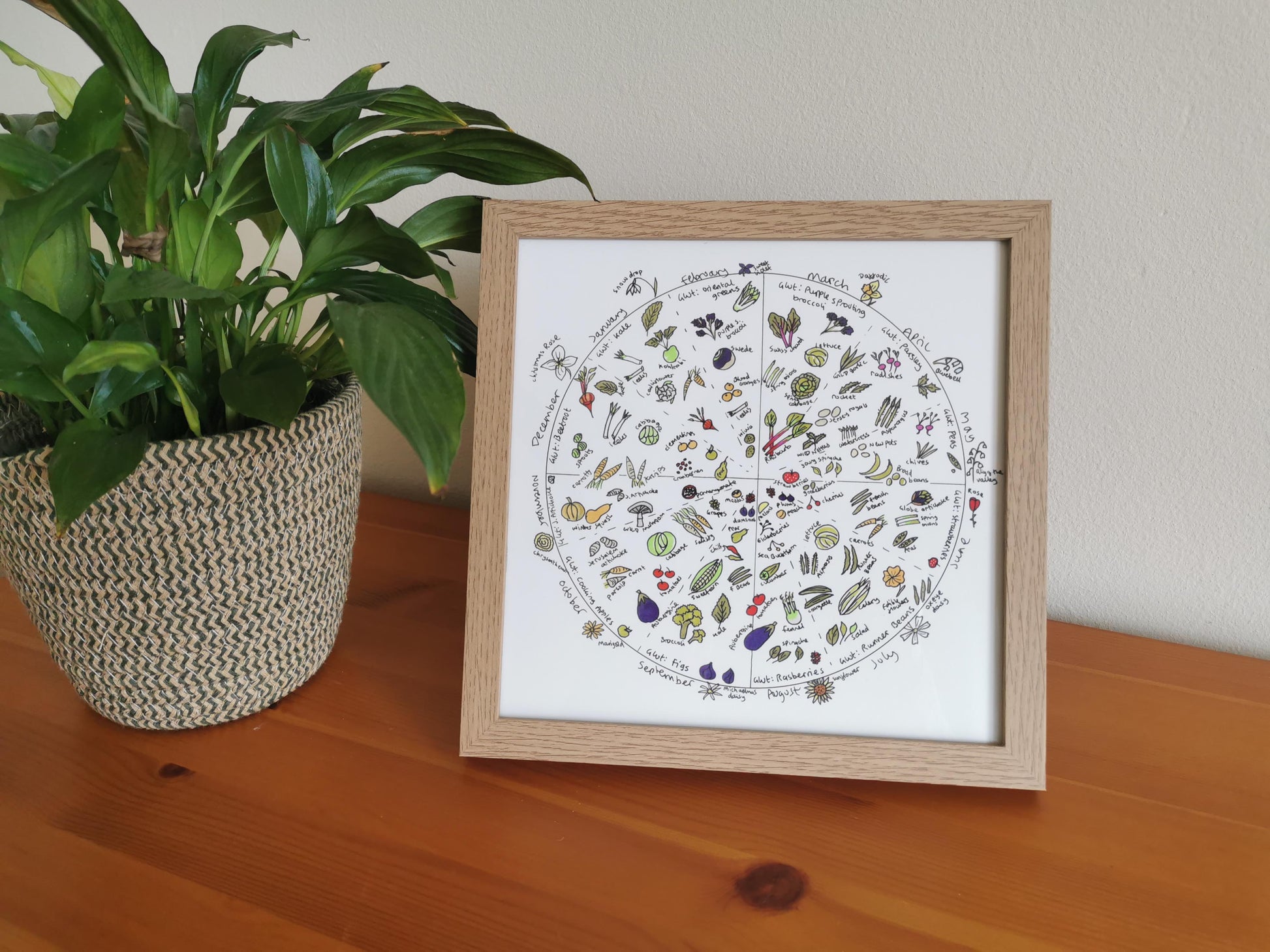 A framed and matted print of a UK Seasonal Fruit and Vegetable Harvest Wheel illustration, featuring a circular arrangement of months, fruits, and vegetables, displayed on a wooden surface next to a potted plant.