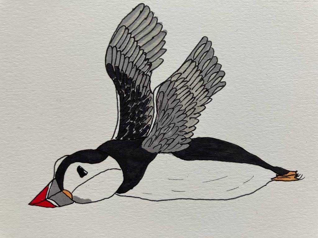 line drawing of a puffin in flight