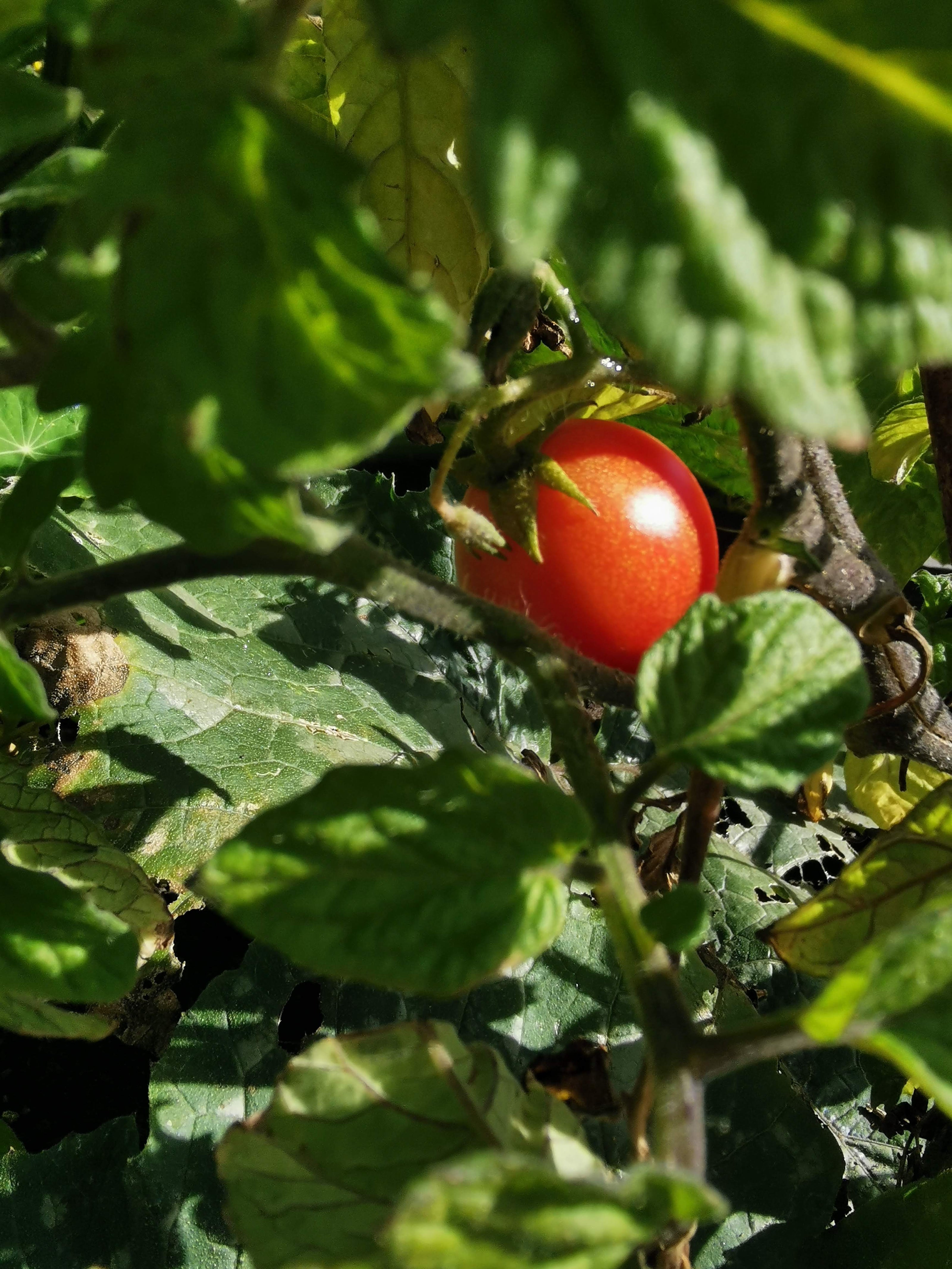 Closeup of a tomato growing on a plant.